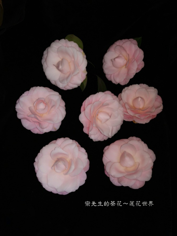 a1552569485824.jpg