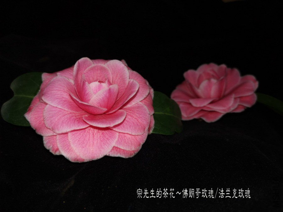 a1552569603162.jpg