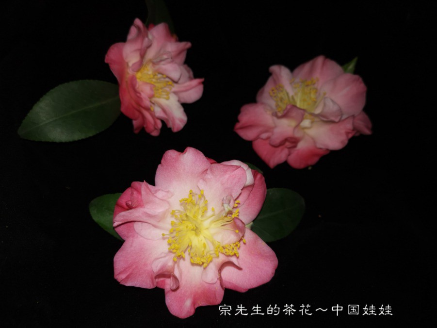 a1552569788471.jpg