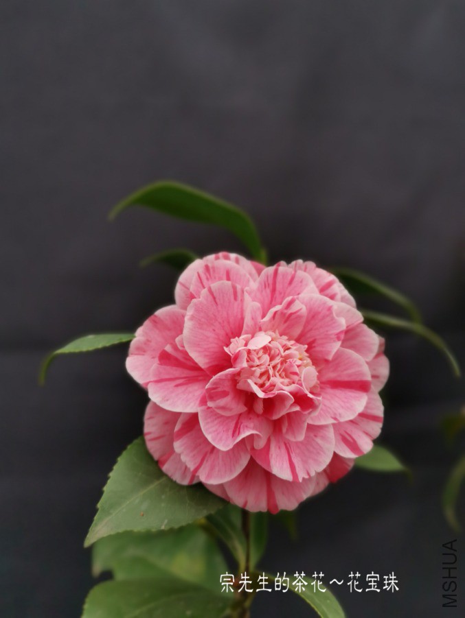 �½��ļ���a1552570573778.jpg