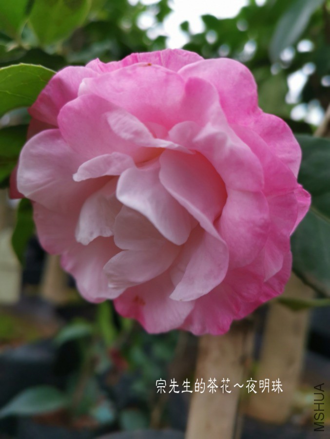 �½��ļ���a1553245688386.jpg