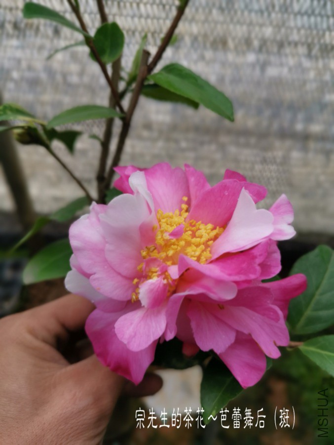 �½��ļ���a1553246407652.jpg