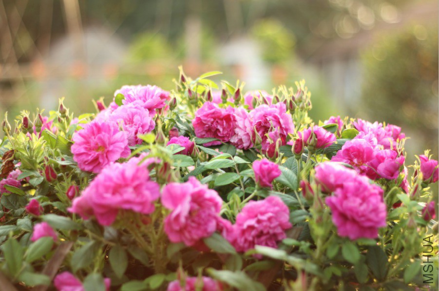 a06d8a0600c02bd568c12c5d147618b.jpg