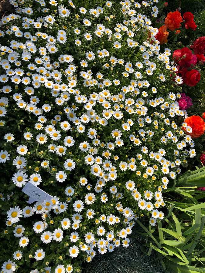 9C801F3B-A125-4A44-A843-756ECAEFE0DF.jpeg