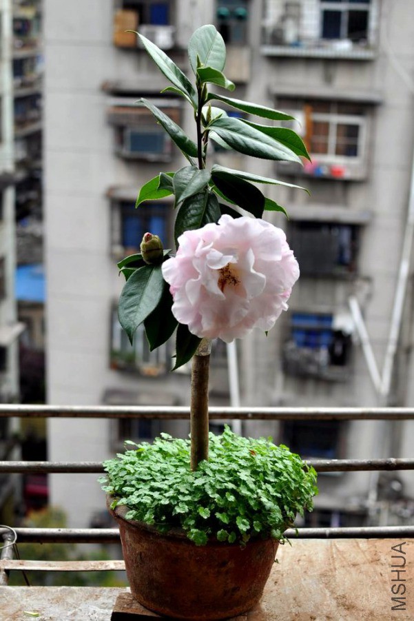 DSC_0044.JPG