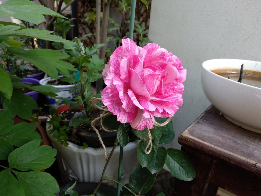 IMG_20190401_075826.jpg