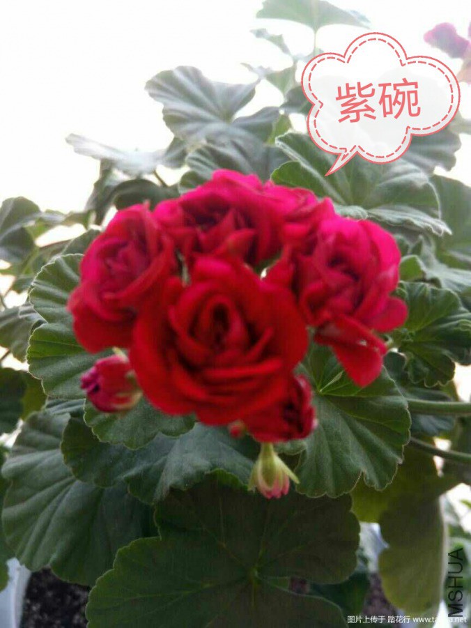 IMG_20190219_110830.jpg