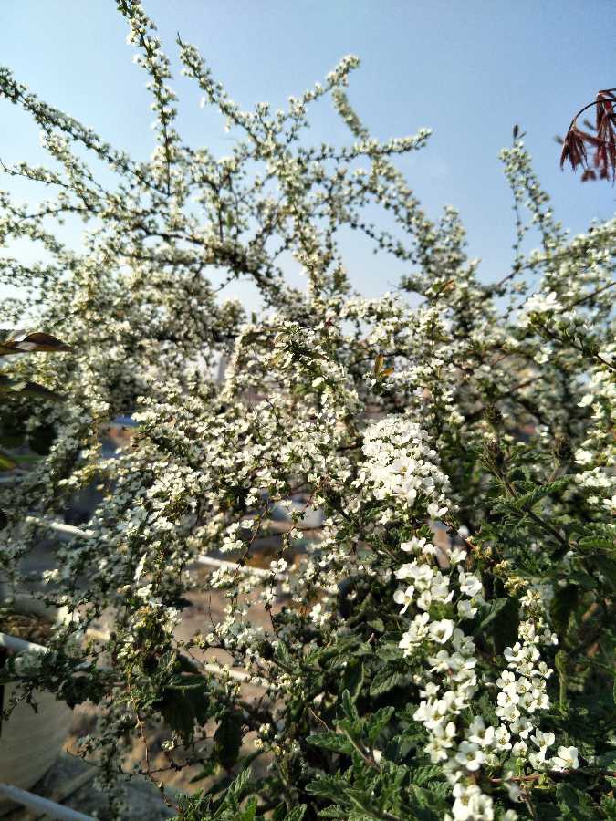 IMG20190401155253.jpg