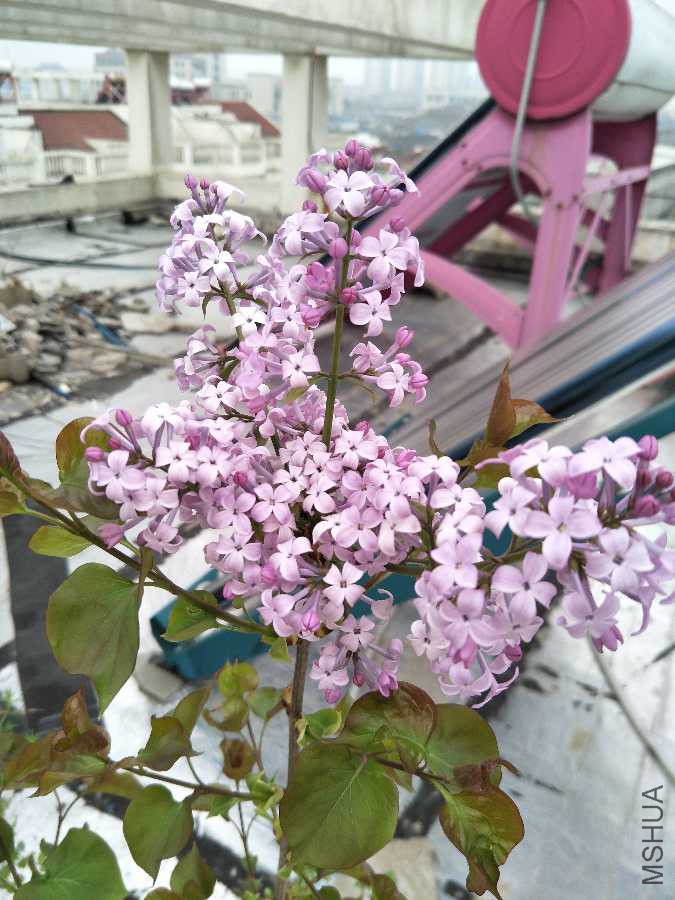 IMG20190328073057.jpg