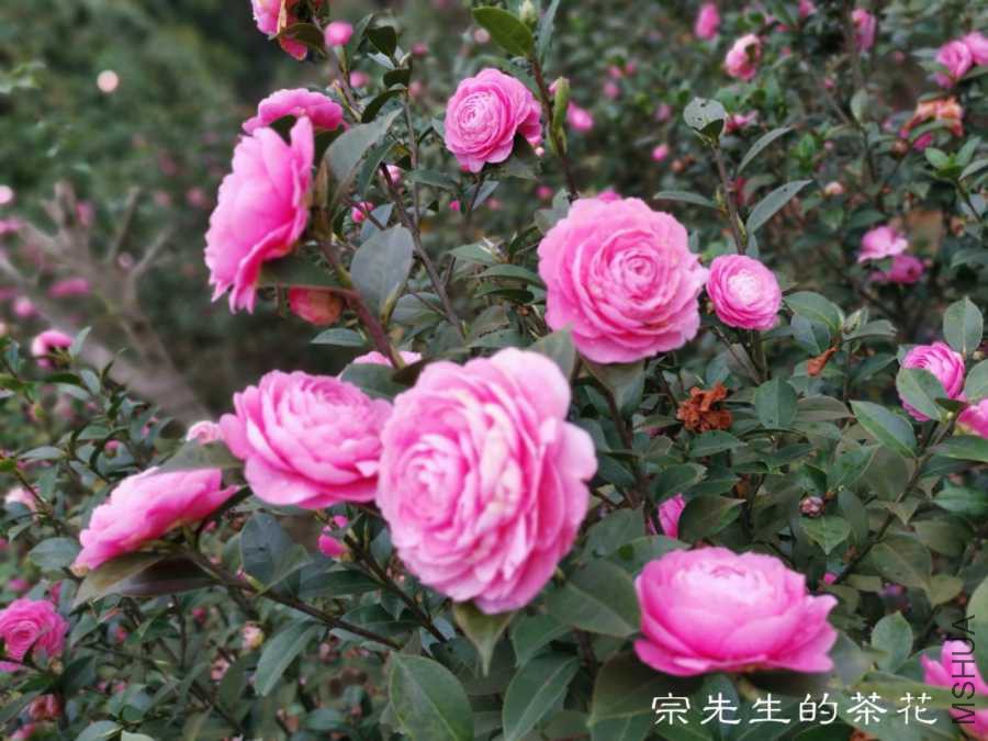 a1554037454254.jpg