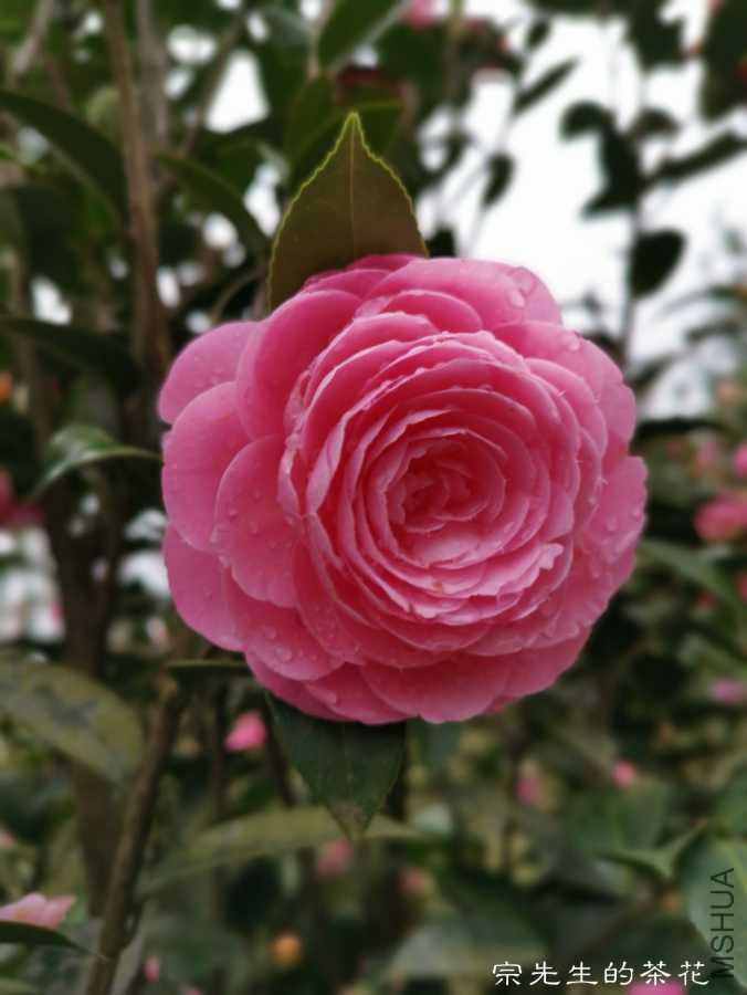 a1554037454878.jpg