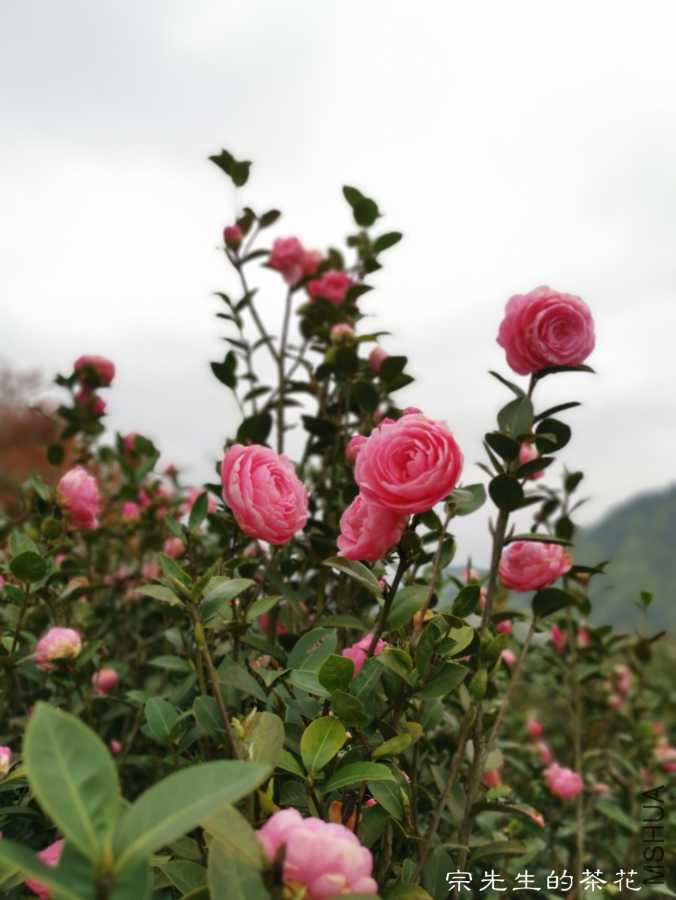 a1554037455555.jpg