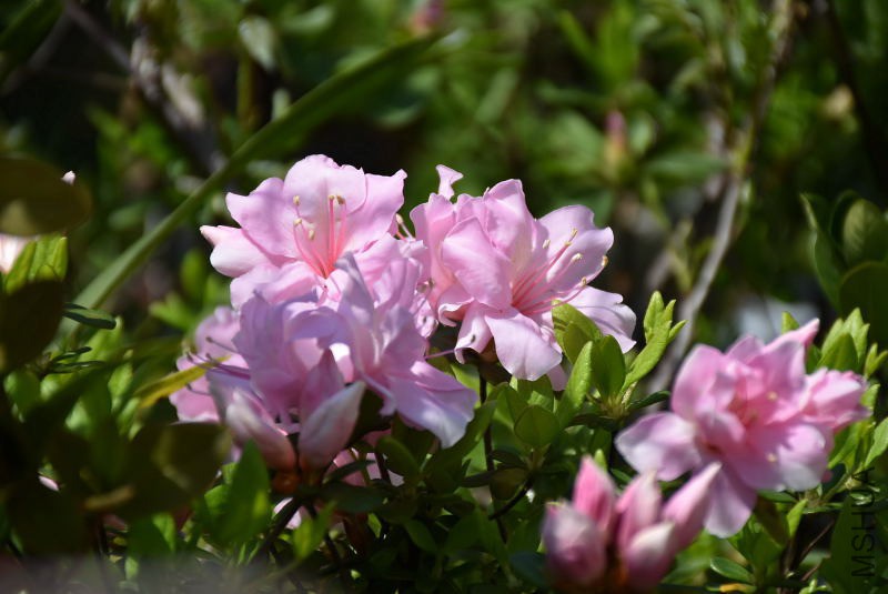 DSC_00480048.JPG
