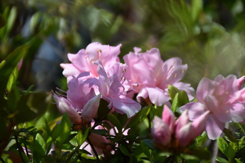 DSC_00420042.JPG