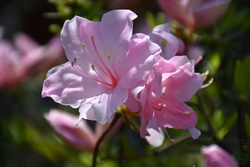 DSC_00510051.JPG