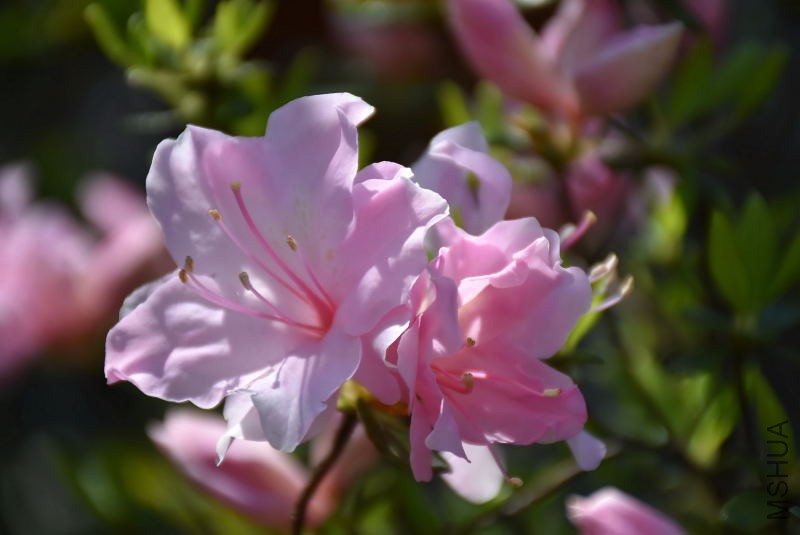 DSC_00550055.JPG