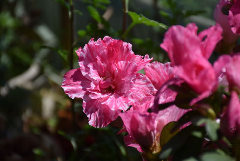 DSC_00120012.JPG
