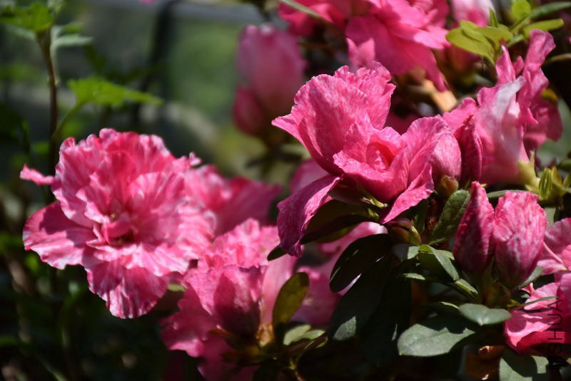 DSC_00140014.JPG