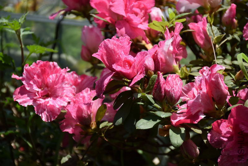 DSC_00190019.JPG