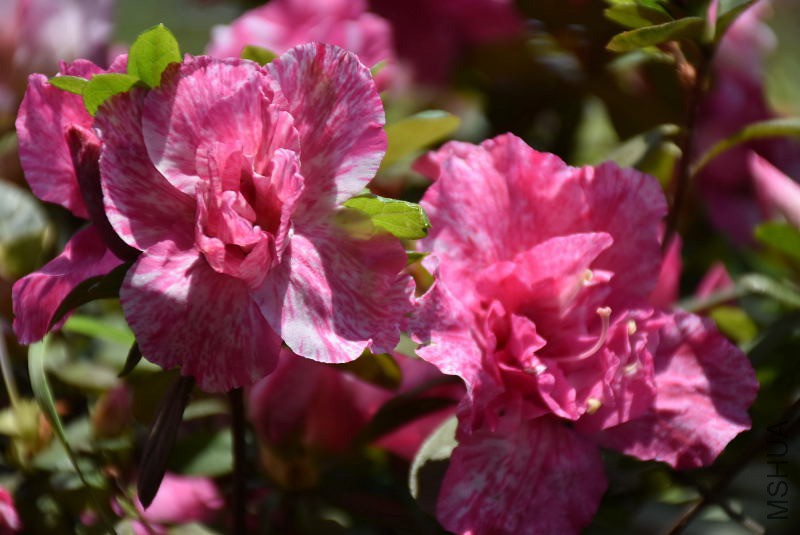 DSC_00100010.JPG