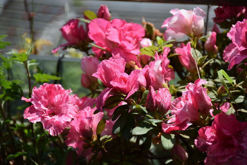 DSC_00200020.JPG