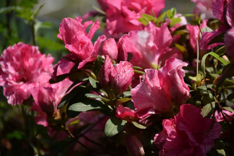 DSC_00170017.JPG