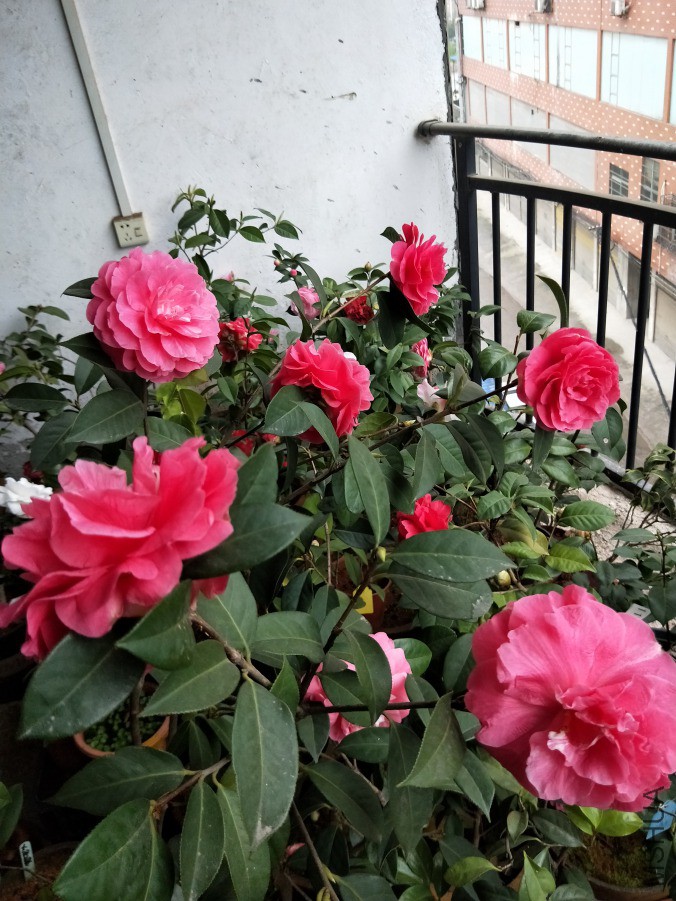 IMG20190327091511.jpg
