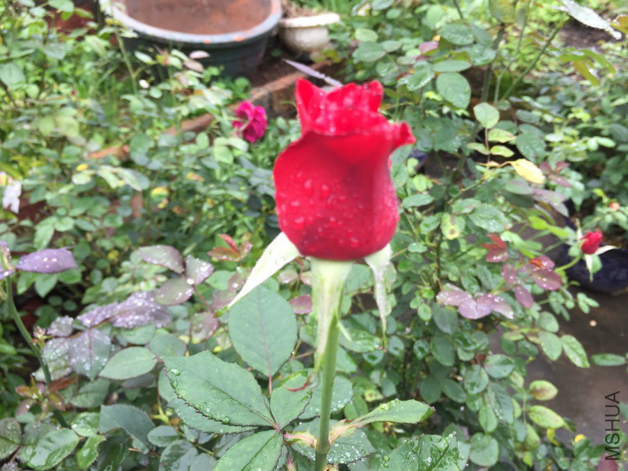 IMG_3782.JPG