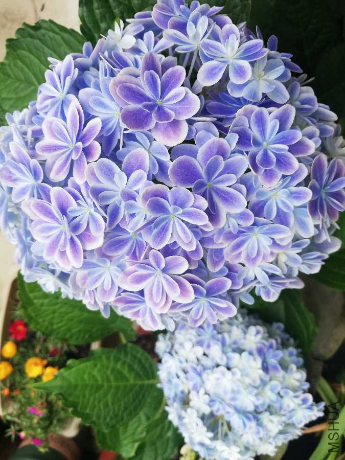 IMG_20180612_092314.jpg