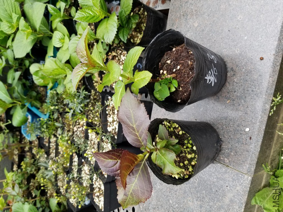20190402_154142.jpg