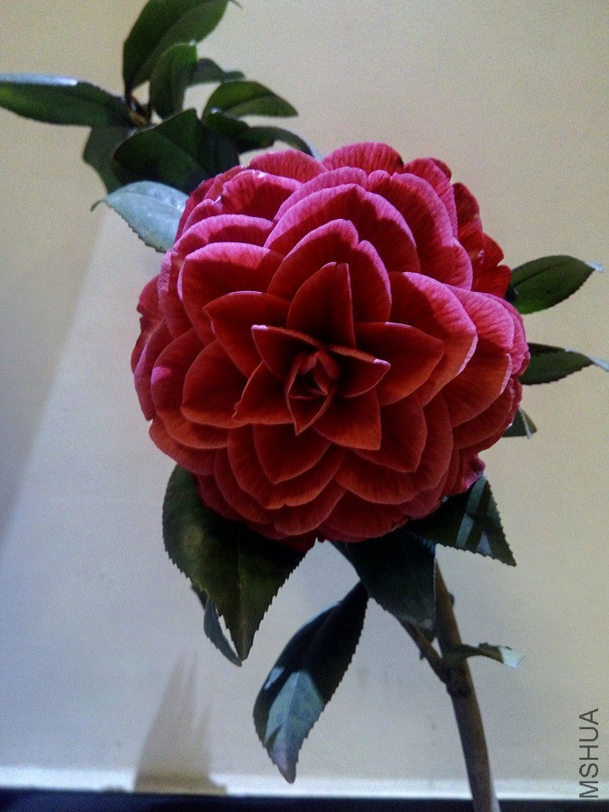 IMG_20190402_195444.jpg