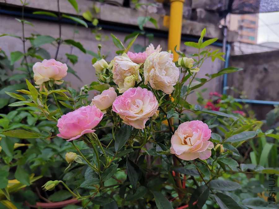 IMG_20190331_143428.jpg