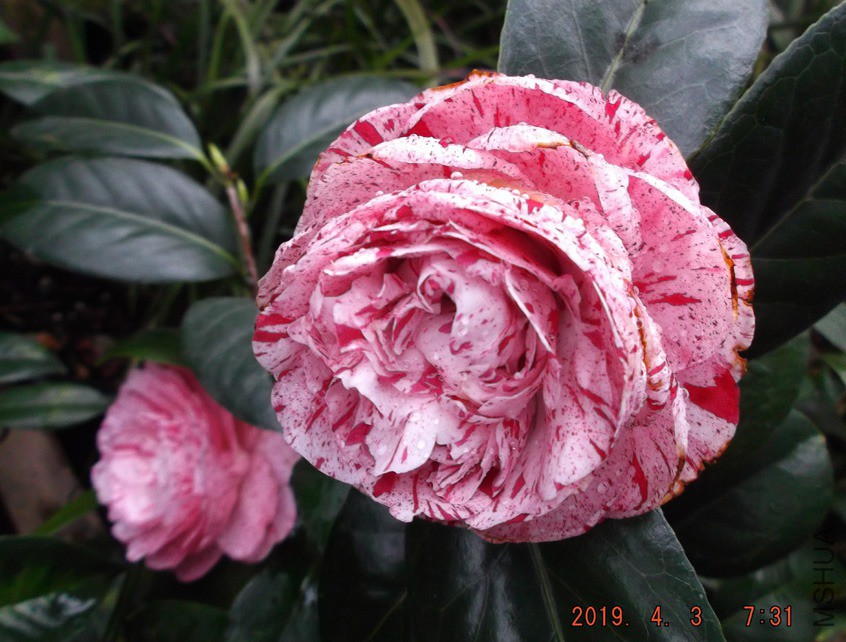 2019-4-3jx 007 ����w.jpg