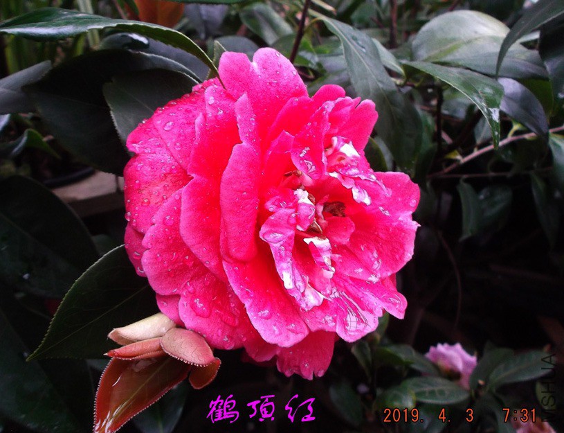 2019-4-3jx 009 ����w.jpg