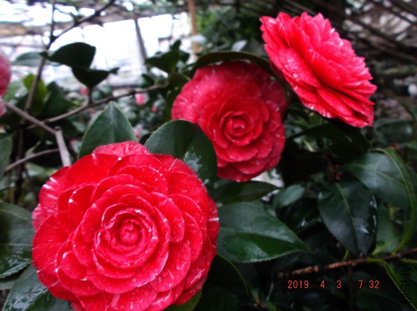 2019-4-3jx 012 ����w.jpg