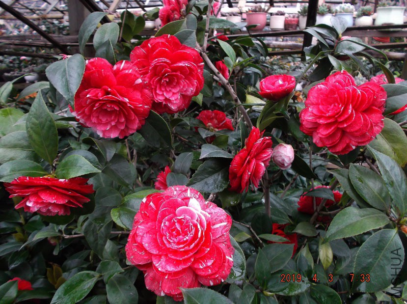 2019-4-3jx 016 ����w.jpg