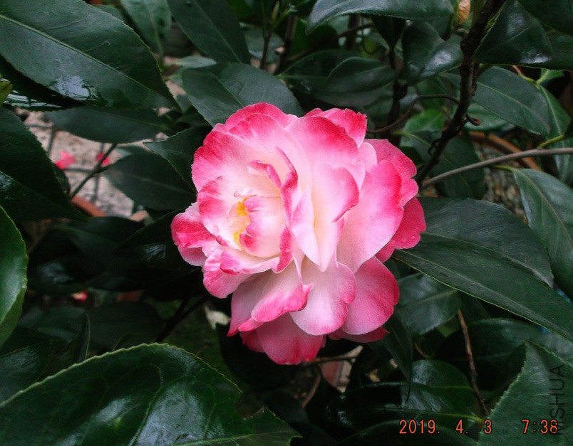 2019-4-3jx 035 ����w.jpg