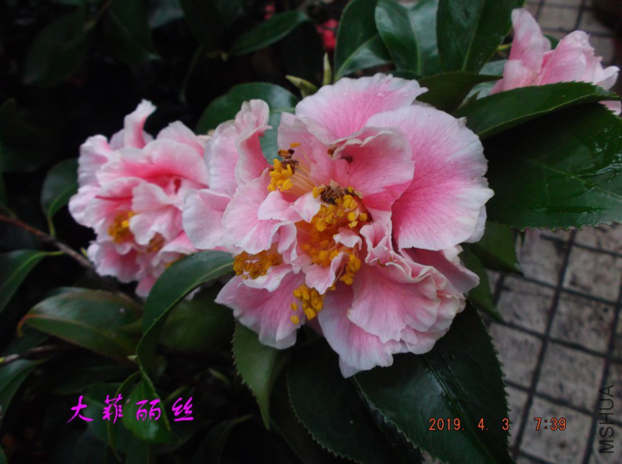 2019-4-3jx 038 ����w.jpg