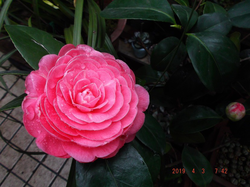 2019-4-3jx 046 ����w.jpg
