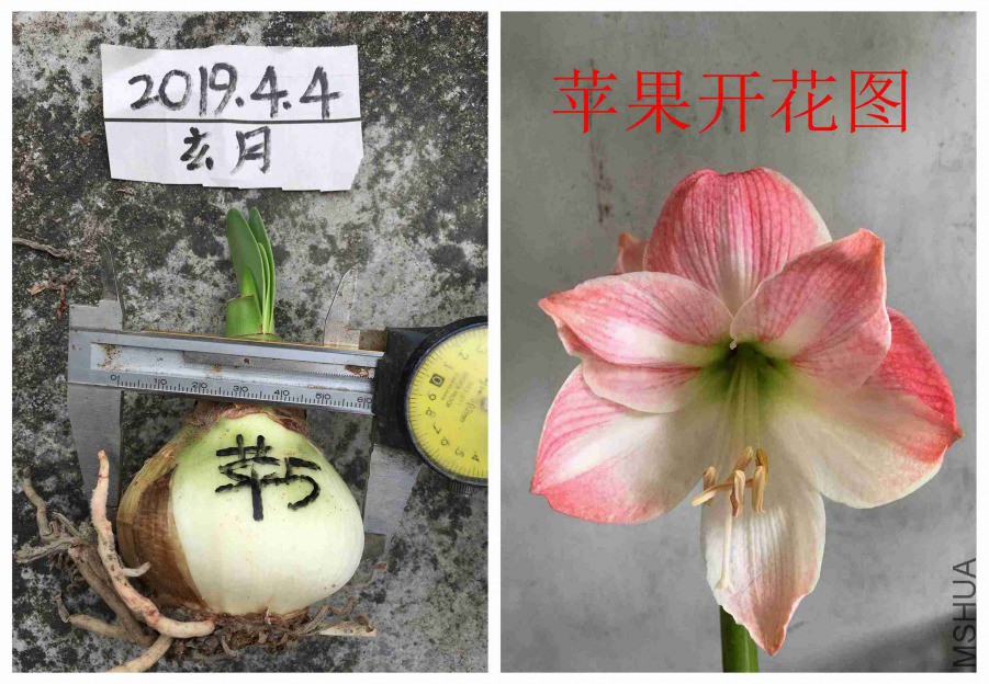 ƻ��5��.jpg