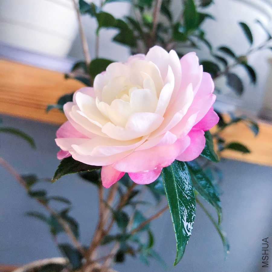 8693B828-FA97-462A-A414-AE87A515C013.jpeg