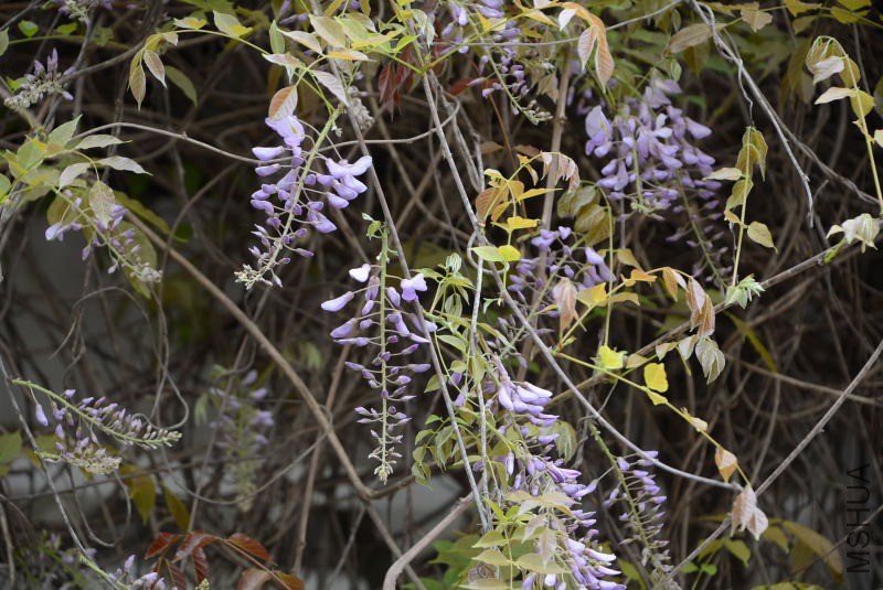 DSC_50170106.JPG