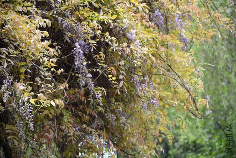 DSC_50210110.JPG