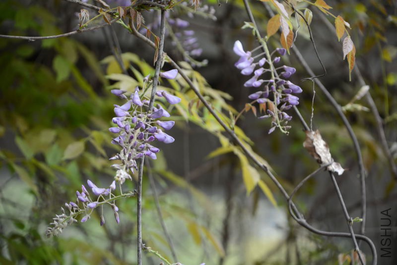 DSC_50160105.JPG