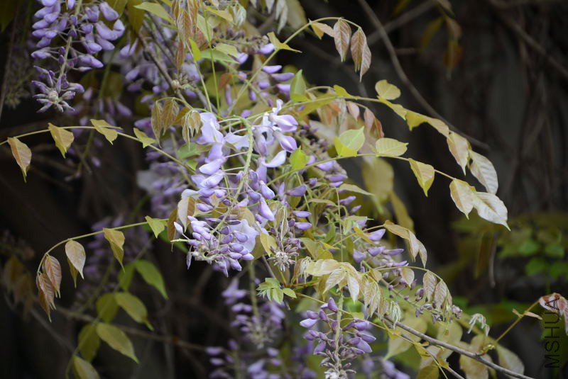 DSC_50190108.JPG