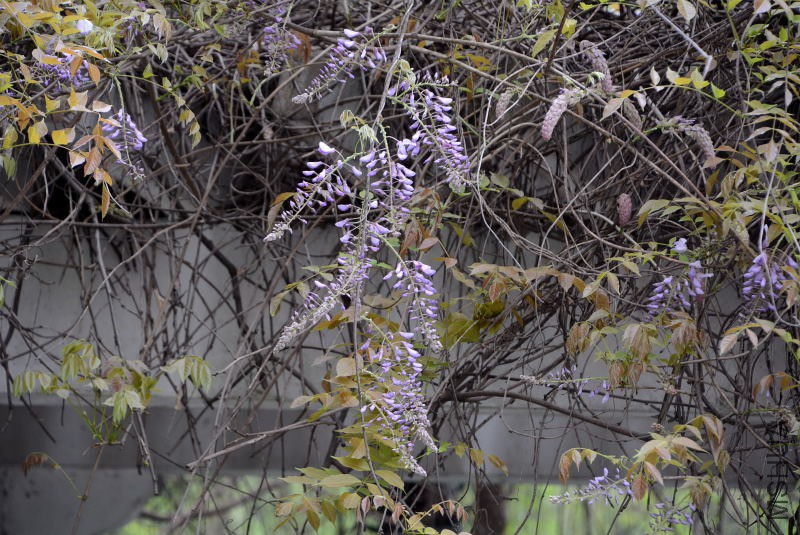 DSC_50230112.JPG
