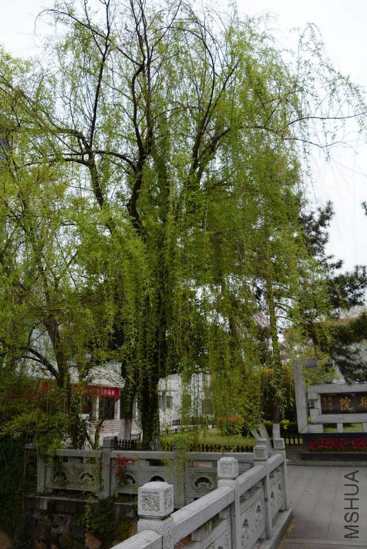 DSC_50090098.JPG