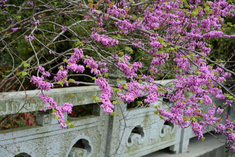 DSC_49960085.JPG