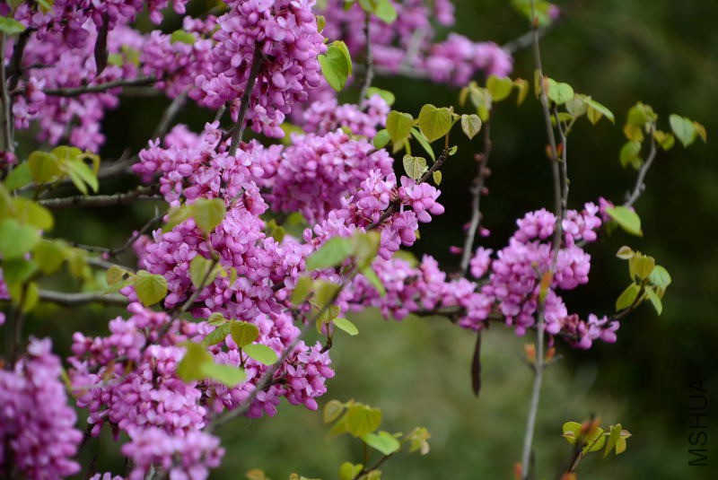 DSC_50040093.JPG