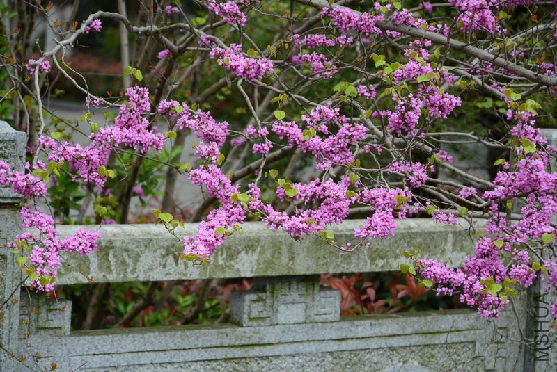 DSC_49970086.JPG